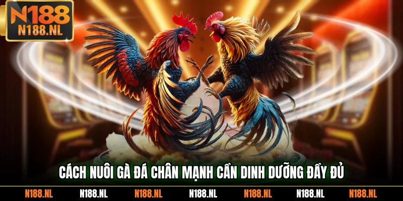 Cách nuôi gà đá chân mạnh cần dinh dưỡng đầy đủ